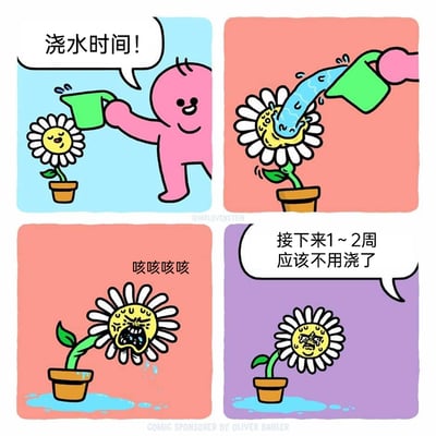 这是一则四格搞笑漫画，第一格中，粉色卡通小人面带笑容，拿着浇水壶对一脸惬意的拟人雏菊说道“浇水时间！”；第二格，小人直接将大量水灌进雏菊的“脸部”；第三格，雏菊露出痛苦的表情，剧烈咳嗽并吐出多余的水，配文“咳咳咳咳”；第四格，雏菊一脸难受、蔫蔫的样子，小人则淡定地表示“接下来1~2周应该不用浇了”。漫画通过夸张的拟人化表现和过度浇水的荒诞行为，制造出黑色幽默的效果，讽刺了那些出于好意但行为过度，反而给对方造成负担的情况。