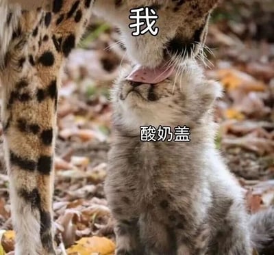 图片中一只成年猎豹（母猎豹）正低头用舌头舔舐一只幼年猎豹的头部，幼崽则仰头温顺接受。画面上方在母猎豹头部位置配有文字“我”，幼崽身体位置配有文字“酸奶盖”，通过拟人化的文字搭配猎豹母子的亲昵互动，幽默类比了人们喜欢舔舐酸奶盖的日常行为，将“我”（舔盖者）与“酸奶盖”（被舔对象）的关系趣味化呈现。