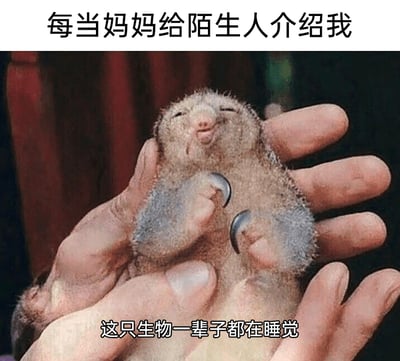 这是一张调侃家庭日常的搞笑梗图，上方配文“每当妈妈给陌生人介绍我”设定场景，下方配文“这只生物一辈子都在睡觉”模拟妈妈介绍自己时的夸张话术；图中主体是一只被人类双手捧着的幼年食蚁兽，它双眼半睁，神态慵懒，四肢蜷缩在胸前，呈现出昏昏欲睡、没精神的状态，完美契合配文里“一辈子都在睡觉”的描述，用幽默的方式还原了很多人被家人用夸张标签定义的尴尬又好笑的日常瞬间，容易引发网友的共鸣。