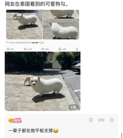 这组图片展示了一只在泰国被网友看到的狗，因为某种错位、拍摄角度或P图，看起来极为扁平修长，形似“平板”，造成超现实的视觉冲击感。评论区有网友神评：“一辈子都在做平板支撑😂”，巧妙地借用了健身动作“平板支撑”来调侃狗狗的姿势。整个梗图集合因狗狗的怪异体态和插图评论，充满了幽默和轻松的氛围。
图片属于典型的错位视觉梗，类似于“双关”与“视觉误差”。
