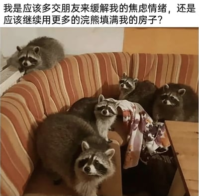 这是一张图文混排的静态单图，画面主体是一张条纹沙发，上面挤满了六只浣熊：有的蹲在沙发座位上，有的趴在沙发扶手上，还有一只趴在画面左侧的暖气片旁，所有浣熊都好奇地看向镜头，神态软萌可爱。图片上方配有一段中文文字：“我是应该多交朋友来缓解我的焦虑情绪，还是应该继续用更多的浣熊填满我的房子？”，以幽默诙谐的方式抛出一个关于缓解焦虑方式的选择题，用被浣熊包围的治愈场景，将“用浣熊填满房子”这个选项具象化，让原本关于焦虑的严肃话题变得轻松有趣，浣熊的可爱模样也能有效舒缓情绪。