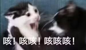 这是一张文字加注的梗图，画面里两只黑白花色的真实猫咪，左侧猫咪大张着嘴，看起来十分难受，右侧猫咪的动作像是在拍它的背，图片下方配有重复的“咳！咳咳！咳咳咳！”文字，模拟连续咳嗽的声音，生动地表现出咳嗽的状态，常被用作表情包，在聊天中用来表达自己咳嗽或者调侃他人咳嗽的场景。
