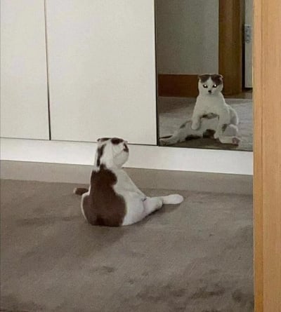 一只奶牛猫坐在地毯上，正对着衣柜镜子端详自己。猫咪实际表情呆萌，而镜子中的倒影却呈现出一种锐利、审视的眼神，仿佛在欣赏自己帅气的模样。这种表情反差营造出幽默效果，展现了猫咪照镜子时的可爱场景。