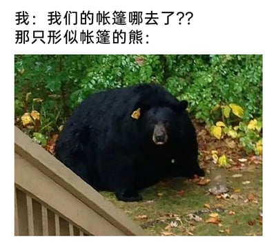 这是一张充满趣味的搞笑梗图，图中上方配有两段文字，分别是“我：我们的帐篷哪去了？？”和“那只形似帐篷的熊：”，下方是一张实拍照片，一只体型格外肥硕圆润的黑色黑熊蹲坐在户外的台阶旁地面上，它的外形因为肥胖变得敦实庞大，和黑色帐篷的轮廓十分相似，通过这种视觉上的相似性制造出“熊就是消失的帐篷”的搞笑反差效果，调侃这只熊的肥胖程度，让人忍俊不禁。