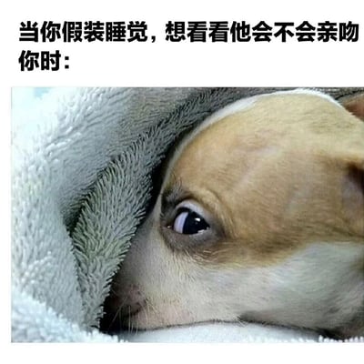 这张梗图上方配有文字“当你假装睡觉，想看看他会不会亲吻你时：”，下方是一只小狗从毛毯中露出一只眼睛偷看的画面。图片通过小狗偷偷观察的可爱模样，幽默地表现了人们假装睡觉时想测试对方反应的心理状态，画面生动有趣，充满生活气息。