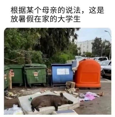 图片上方配有文字“根据某个母亲的说法，这是放暑假在家的大学生”，下方是一张实拍照片，显示一只野猪慵懒地躺在一个废弃的床垫上，周围是多个垃圾桶和散落的垃圾，背景有树木和停放的车辆。图片通过将大学生暑假在家的状态幽默地比喻成一只在垃圾堆中休息的野猪，暗示大学生假期生活邋遢、慵懒的状态，引发共鸣和笑点。