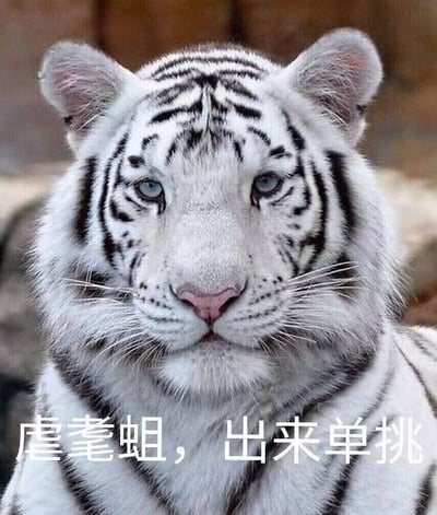 这是一张经过P图改编的表情包，主体是一只表情严肃、眼神锐利的真实白虎，它直视镜头，姿态沉稳。图片底部添加了白色文字“虐耄蛆，出来单挑”，其中“虐耄蛆”是“虐猫蛆”的谐音，指代虐猫的人，借用白虎的威严感放大挑衅的气势，用反差感制造搞笑效果的同时，强烈表达了对虐猫行为的愤怒与谴责。