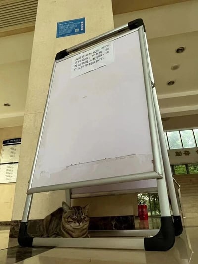 这张图片拍摄于国内某高校的教学楼大厅内，画面中一个A字形白色告示牌上贴着一则通知，内容为“为防止动物抓伤、咬伤及传染病，严禁猫、狗等动物进入教学区，请广大同学积极执行”，目的是规范校园教学区的秩序，避免相关安全问题。但有趣的是，在告示牌的正下方，一只狸花猫正慵懒地趴在地面上，表情看起来有些不屑，刚好“违反”了告示上的禁令，形成了强烈的反差感，让严肃的禁令场景变得十分搞笑，充满了生活趣味。背景中可以看到教学楼的大厅环境，有大理石柱子、消防设施和楼梯，进一步确认了这是校园教学区的场景。