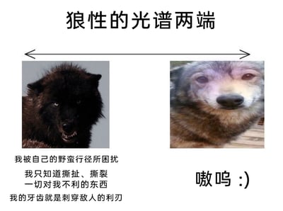 这张图片以“狼性的光谱两端”为核心主题，采用左右对比的图文混排形式，对“狼性”概念进行了极具反差感的演绎。左侧是一只表情凶狠、露出利齿的黑狼，配文描述其充满攻击性的状态：被自身的野蛮行径困扰，仅懂得撕扯、撕裂所有对自己不利的事物，将牙齿作为刺穿敌人的利刃，对应了职场语境中被过度强调的激进“狼性文化”——强调对抗、竞争与攻击性，同时也暗含了这种文化带来的自我内耗；右侧则是一只表情憨厚温和、带着微笑的灰狼，仅用一句可爱的“嗷呜 :)”作为配文，完全解构了左侧的严肃与凶狠，以蠢萌的姿态形成强烈的反差萌效果。整张图通过这种极端反差，幽默地调侃和讽刺了职场中被推崇的激进狼性文化，用轻松搞笑的方式消解了其严肃内核，引发观者对这类职场文化的反思与共鸣。