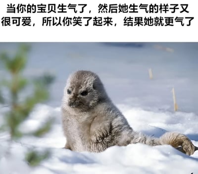图片上方配有文字：'当你的宝贝生气了，然后她生气的样子又很可爱，所以你笑了起来，结果她就更气了'，下方是一只坐在雪地里的小海豹，毛发呈灰白色，眼神看起来略带委屈又有点生气，姿态可爱，整体营造出一种因可爱生气模样引发的趣味场景。