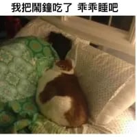 图中是一只棕白相间的胖猫咪，正慵懒地趴在枕头上，模样圆滚滚十分可爱。图片上方配有繁体文字“我把鬧鐘吃了 乖乖睡吧”，以猫咪的口吻制造出荒诞又搞笑的理由，用来调侃人们不想起床、想要赖床的心情，用“吃掉闹钟”这种离谱的说法来合理化赖床的行为，充满趣味。
