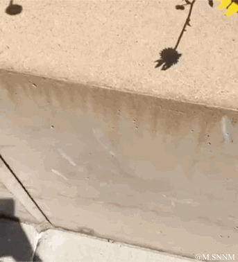 这是一段充满反差感的搞笑动态连环GIF，画面一开始，一只手在户外路边的矮墙上方做出喂食的姿势，吸引了植物丛里的野生小松鼠。小松鼠看到后立刻露出急切的神态，快速从丛中窜出，朝着手的方向扑跃而来，就在即将碰到手的瞬间，手突然快速移开，镜头也随之移动，最后能看到小松鼠扑了个空，整个过程节奏紧凑，反差强烈，充满了滑稽的喜剧效果。