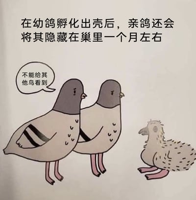 这是一张荒诞搞笑的卡通梗图，画面上方配有科普风格的文字“在幼鸽孵化出壳后，亲鸽还会将其隐藏在巢里一个月左右”，画面主体是两只表情严肃的成年鸽子，其中一只鸽子的对话气泡写着“不能给其他鸟看到”，而它们要隐藏的“幼鸽”却是一个长着人类双腿、外形怪异的生物，完全不符合正常幼鸽的形态。通过这种违背生物常识的画面反差，将人类需要隐藏的行为嫁接到鸽子身上，制造出荒诞幽默的效果，用拟人化的动物行为和怪异的“幼崽”形象，打造出充满笑点的错位感。
