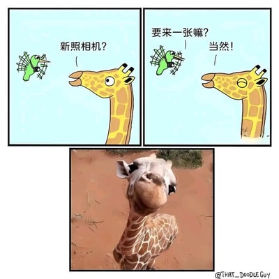 这是一个三格连环梗图，前两格为手绘卡通风格：
1. 第一格：长颈鹿看到拿着相机的小鸟，好奇发问“新照相机？”
2. 第二格：小鸟热情邀请长颈鹿拍照“要来一张嘛？”，长颈鹿欣然答应“当然！”
3. 第三格是一张真实的长颈鹿照片，这只长颈鹿因为拍摄角度问题，看起来完全没有长脖子，和大家印象里的长颈鹿形成巨大反差，制造出荒诞搞笑的效果。

笑点在于利用拍照角度的视觉错觉，打破了长颈鹿“长脖子”的固有印象，形成预期与现实的反差萌。
