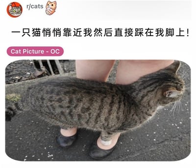 这是一张发布在Reddit的r/cats板块的趣味P图，通过视觉错位的手法将狸花猫的身体与路人的腿部、脚部画面拼接在一起，营造出狸花猫踩在路人脚面上的错觉。上方配文“一只猫悄悄靠近我然后直接踩在我脚上！”，进一步强化了这个有趣的视觉效果，画面整体滑稽搞笑，契合猫咪相关内容社区的趣味分享氛围。