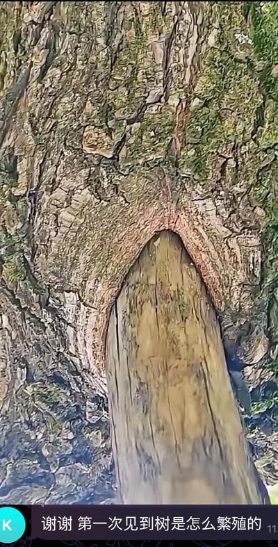 图片近距离拍摄了一棵大树的树干，树皮粗糙且布满深浅不一的裂纹，部分区域覆盖着绿色苔藓，呈现出自然的沧桑感。树干中央位置自然形成了一个类似拱门或“门”状的凹陷结构，内部木质纹理清晰，颜色较周围树皮更浅，整体形态独特。图片底部有一行文字：“谢谢 第一次见到树是怎么繁殖的”，这是网友的幽默调侃，将树干的特殊自然凹陷戏称为树木的“繁殖器官”，通过拟人化的联想制造出搞笑效果。