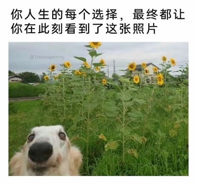 这是一张充满治愈感的趣味梗图，上方配有文字“你人生的每个选择，最终都让你在此刻看到了这张照片”，以带有宿命感的调侃语气引出下方的实拍图：一片生长着向日葵的乡村田野中，一只苏俄猎狼犬凑到镜头前，睁着圆溜溜的大眼睛，鼻子贴近镜头，仿佛在自拍，表情呆萌好奇，背景的向日葵和乡村小屋营造出清新的田园氛围，整图将偶然的趣味场景与调侃人生选择的文字结合，既幽默又暖心，传递出轻松治愈的情绪。