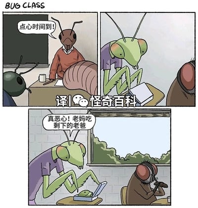 这是一幅名为“BUG CLASS”的连环卡通漫画，共三个画面，描绘了昆虫学校的点心时间场景：第一个画面中，蚂蚁老师站在教室讲台后，对着学生宣布“点心时间到！”；第二个画面切换到螳螂学生的课桌前，它正准备打开自己的便当盒；第三个画面里，螳螂学生打开便当盒后露出嫌弃的表情，吐槽道“真恶心！老妈吃剩下的老爸”，它的便当盒里是被吃掉一部分的螳螂，旁边还有一位戴着耳机的昆虫同学未注意到它的话。漫画利用了雌性螳螂交配后会吃掉雄性螳螂补充营养的生物习性，制造出荒诞又搞笑的反差梗，将昆虫的特殊习性融入校园日常场景，带来黑色幽默的效果。