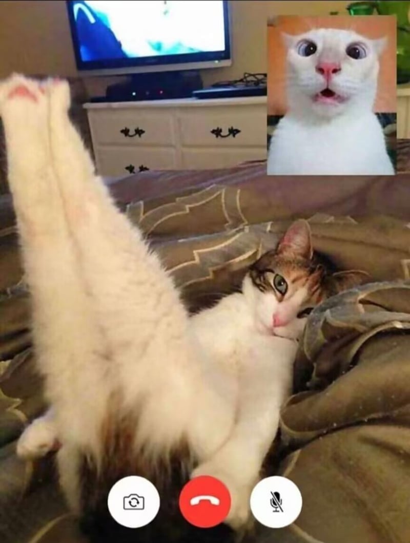震惊猫