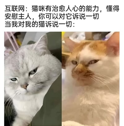 图片上方配有文字“互联网：猫咪有治愈人心的能力，懂得安慰主人，你可以对它诉说一切 当我对我的猫诉说一切：”，下方是两张猫咪照片的左右对比。左侧为一只灰色猫咪，眼神略带冷淡地侧头凝视前方；右侧为一只橘白相间的猫咪，眯着眼睛斜视，表情透露出明显的不耐烦。通过文字与图片的结合，幽默地展现了互联网上猫咪“治愈系安慰者”的理想形象与现实中猫咪对主人倾诉表现出的冷漠反应之间的巨大反差。