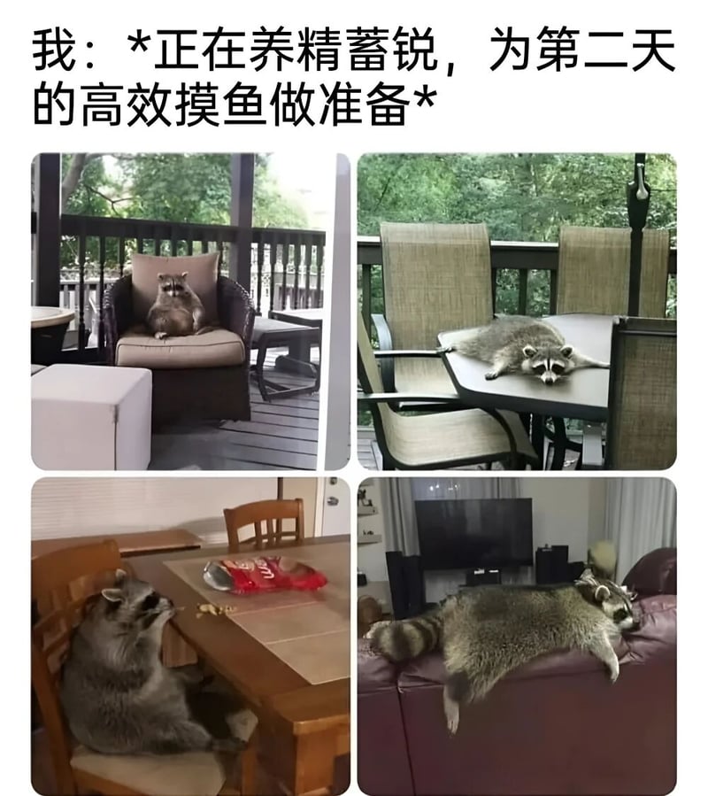 浣熊