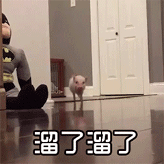 小猪