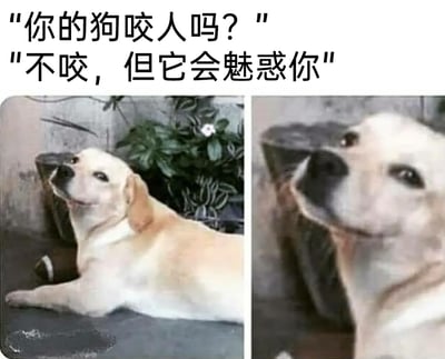 这是一张左右对比的趣味宠物梗图，上方配有对话文字“你的狗咬人吗？”“不咬，但它会魅惑你”。左侧画面中，一只浅黄色拉布拉多犬趴在地面上，表情温和放松，身旁放着一个橄榄球玩具，状态悠闲；右侧画面是这只狗的近距离特写，由于拍摄角度的视觉错位，它的面部线条看起来像是嘴角上扬，呈现出类似人类的邪魅笑容，完美呼应了“魅惑你”的配文内容。整张图利用视觉反差和趣味文字结合，将普通的宠物照片赋予了搞笑的创意，通过错位视觉效果制造出幽默氛围，让观者感受到轻松有趣的情绪。