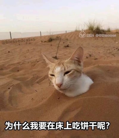 这是一张经过二次创作的静态搞笑表情包，画面主体是一只黄白相间的猫咪，它被沙漠的沙子掩埋，仅露出头部，猫咪眼神半眯，表情看起来迷茫又懵然。图片底部添加了白色中文文字“为什么我要在床上吃饼干呢？”，这句文案和猫咪当前的处境毫无关联，形成了强烈的无厘头反差感，让整个画面充满迷惑又搞笑的氛围，仿佛猫咪在懊恼或疑惑自己之前做出的行为。图中的问题属于无厘头的自问，没有特定的标准答案，主要是用来具象化那种事后对自己行为感到迷惑、懊悔的情绪，比如可能是在床上吃饼干弄脏了床铺后产生的懊恼心态。