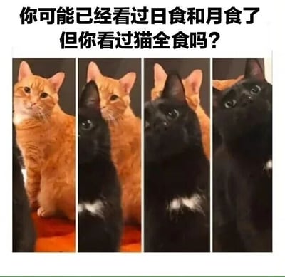 这是一张由四张竖图拼接而成的连环趣味梗图，画面依次展示了一只橘色猫咪从完整出现在画面中，到逐渐被一只胸口带白毛的黑色猫咪遮挡，最后橘猫完全被黑猫挡住的过程，完美模拟了天文现象中日食从初亏到全食的变化阶段。图片顶部配有文字“你可能已经看过日食和月食了 但你看过猫全食吗？”，利用“日食”的谐音创造出“猫全食”的梗，将猫咪的位置变化和天文现象巧妙结合，用可爱的宠物互动制造出搞笑又有创意的效果，风格治愈有趣。