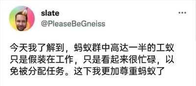 这是一张X（原Twitter）平台的社交媒体截图，属于单图图文混排的内容。图中展示了账号名为slate（账号@PleaseBeGneiss）的用户发布的动态，用户头像是一个戴着派对帽、面带微笑的真人照片。动态的中文内容为分享一则蚂蚁冷知识：蚂蚁群中高达一半的工蚁会通过假装忙碌的方式来避免被分配新的任务，最后用户表示因此更加尊重蚂蚁。这段内容将蚂蚁的行为与职场中部分人“装忙摸鱼”的现象关联，用有趣的动物趣闻调侃职场文化，容易引发职场群体的共鸣。