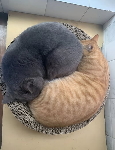 两只猫咪紧紧蜷缩在一起，形成一个圆形的整体，一只灰色的猫和一只橘色的猫相互依偎着睡在圆形的猫抓板上。灰色的猫在左侧，橘色的猫在右侧，它们的身体紧密贴合，头部靠在一起，看起来非常温馨和谐。背景是浅色的瓷砖墙面和黄色的平面，整个画面传递出温暖、治愈的氛围。