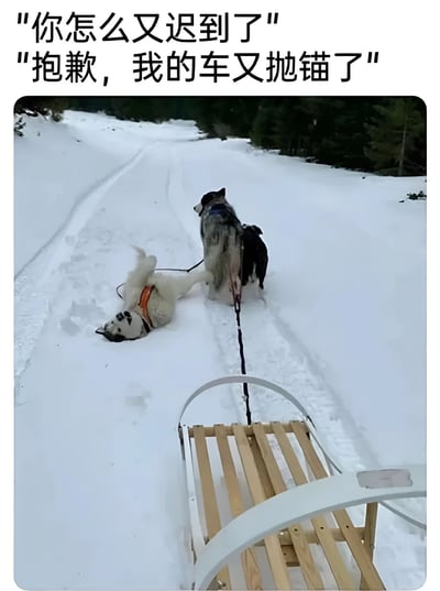 图片展示了雪地中的雪橇场景，三只雪橇犬拉着雪橇，其中一只狗四脚朝天躺在雪地上，仿佛‘抛锚’。图片上方配有对话文字：‘你怎么又迟到了’和‘抱歉，我的车又抛锚了’，通过将雪橇犬比作‘车’，用拟人化的方式制造幽默效果，调侃常见的迟到借口。