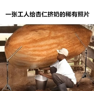图片展示了一位戴着白色帽子、身穿白色上衣和深色裤子的工人，正蹲在一个金属桶前，双手做出挤奶动作。其上方是一个被金属支架支撑的巨型杏仁，整体场景营造出“给杏仁挤奶”的荒诞画面。图片顶部配有文字“一张工人给杏仁挤奶的稀有照片”，通过将杏仁拟人化并赋予“产奶”属性，形成强烈的幽默反差。
该图片利用了“杏仁奶”这一植物奶名称的字面歧义，创造出不符合现实逻辑的搞笑场景，属于典型的谐音梗与视觉错位结合的幽默P图。