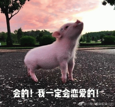 小猪仰望天空发誓：我一定会恋爱的！