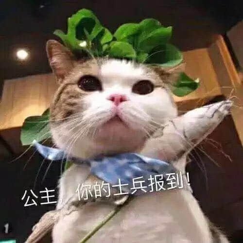 戴绿叶的猫咪士兵向公主报到