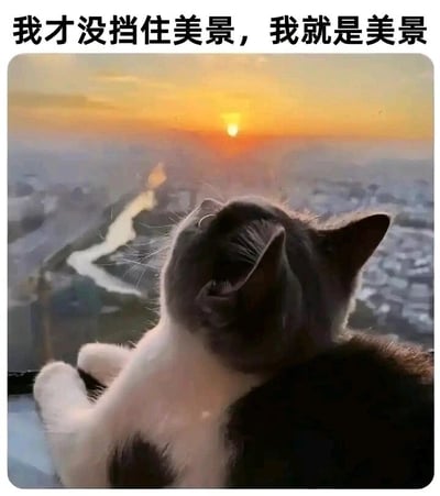 这是一张趣味合成的静态图文图，画面主体是一只黑白花色的猫咪，它仰头眯眼，放松地趴在高处平台上，背景是橙黄色夕阳下的城市与河流，构成治愈的黄昏景观。图片顶部配有文案“我才没挡住美景，我就是美景”，以猫咪的视角傲娇地自夸，将“猫咪挡住风景”的潜在小尴尬转化为幽默的自证，用可爱的宠物形象搭配自信的文案，营造出治愈又有趣的氛围，适合作为表情包或治愈系内容分享。