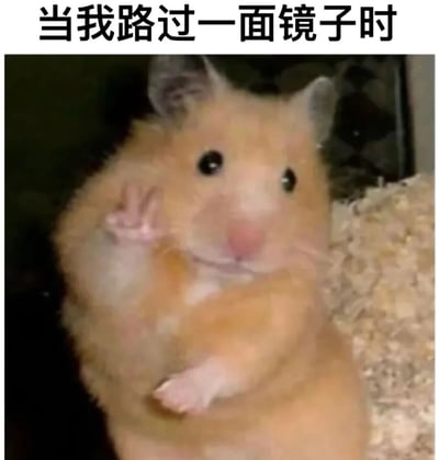 一只金黄色的仓鼠正对着镜子，用前爪做出类似整理毛发或欣赏自己的动作，表情看起来十分满足和得意。图片上方配有文字'当我路过一面镜子时'，通过拟人化的方式幽默地表现了人们路过镜子时忍不住照一照的常见行为。