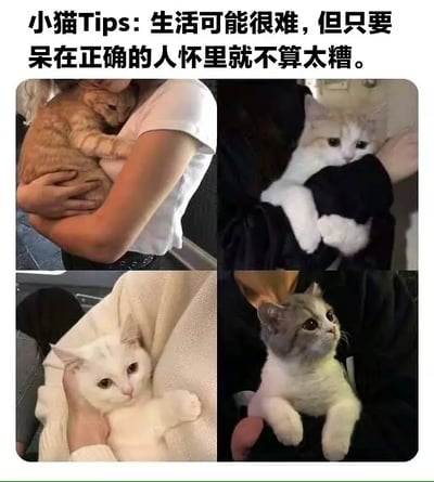 这是一张温馨治愈的猫咪表情包拼贴图。图片分为四格，均为不同颜色的小猫被人抱在怀里，猫咪们神态或放松、或略带忧郁，但都展现出安心的感觉。上方配文“小猫Tips：生活可能很难，但只要呆在正确的人怀里就不算太糟。”表达了一种即使生活艰难，只要有爱、有归属感，难关也能温柔度过的温暖情绪。利用了“猫在怀里=安全感”“小猫=脆弱时刻”等情感隐喻。没有明显双关、谐音梗或暗示。