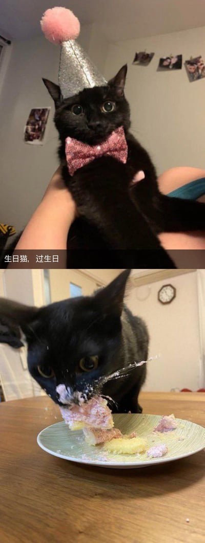这是一组上下拼接的对比图，上图中一只小黑猫戴着银闪闪的生日尖顶帽和粉色带闪领结，被主人抱着，睁着圆溜溜的大眼睛，模样乖巧又精致，配文“生日猫，过生日”；下图里这只小黑猫完全卸下了“绅士”包袱，把脸埋进盘子里的生日蛋糕中，满脸沾满蛋糕屑，正狼吞虎咽地啃食蛋糕，和上图的乖巧形象形成强烈反差，充满了搞笑的萌感，记录了猫咪生日时的有趣瞬间。
