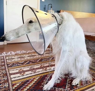 这张图片展示了一只白色的苏俄猎狼犬，它正端坐在室内带有民族风格图案的地毯上，脖子上戴着透明的伊丽莎白圈。由于伊丽莎白圈的圆形轮廓和狗狗本身修长的脸部形成了巧妙的视觉错位，使得狗狗的鼻子看起来像是被大幅拉长，从伊丽莎白圈的前端延伸出来，营造出滑稽又有趣的视觉效果。狗狗表情平静，眼神略带无奈，背景是温馨的卧室环境，能看到床和白色的柜子，整体氛围轻松搞笑，凸显了宠物日常的趣味瞬间。