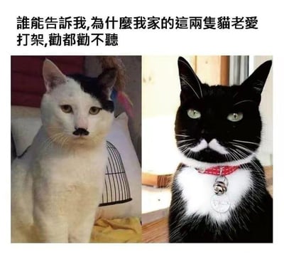 这是一张左右拼接的图文趣味梗图，上方配有繁体中文转简体后的文案：“谁能告诉我，为什么我家的这两只猫老爱打架，劝都劝不听”。左侧的白黑配色猫咪，面部毛色分布酷似纳粹头目希特勒的标志性发型与胡须；右侧的黑白配色猫咪，面部的白色毛发则神似英国前首相丘吉尔的胡须造型。这张图利用猫咪毛色与历史敌对人物的外貌巧合玩梗，暗示两只猫“打架”的原因如同这两位历史人物的对立立场一般，制造出荒诞搞笑的反差效果。对于图中的问题，猫咪打架的实际原因通常包括领地意识争夺、玩耍互动过度、性格不合、发情期情绪躁动等，和外貌巧合无关，这只是网友的趣味调侃。