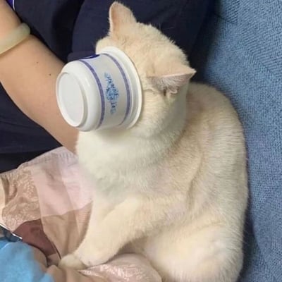 一只白色猫咪坐在人的腿上，用一个蓝白相间的茶杯遮住了自己的脸，看起来十分可爱有趣。猫咪的身体蜷缩着，背景是蓝色的沙发和粉色的布料。