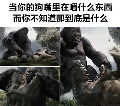 图片上方配有文字'当你的狗嘴里在嚼什么东西而你不知道那到底是什么'，下方是四张拼接的电影截图，展示了大猩猩Kong凶猛撕咬、咀嚼食物的场景。通过夸张的电影画面幽默地比喻了当宠物主人发现狗狗在嚼不明物体时的紧张和急切心情，带有搞笑和夸张的效果。