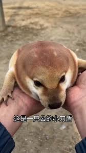 这是一张加注文字的实拍梗图，画面中一双手托着一只头部圆润、外形近似盾牌的浅棕色小狗，小狗正看向镜头，图的下方配有文字“这是一只公的小刀店”，利用“店”和“盾”的谐音玩“刀盾狗”的相关梗，整体风格荒诞搞笑。