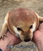 刀盾狗