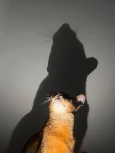 整张图为实拍静态照片，画面下半部分是一只棕褐毛色的暹罗猫，正放松地仰起头朝向光源方向，它的影子被投射在后方的浅色光滑墙面上，影子被放大后轮廓酷似体型更为庞大、气质威严的猛兽（类似黑豹或狮子），娇小软萌的小猫和身后颇具气势的影子形成鲜明反差，充满趣味性。