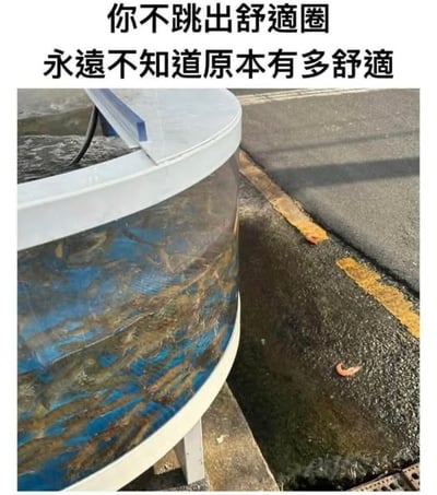 图片上方配有文字“你不跳出舒适圈 永远不知道原本有多舒适”，下方是一张实拍图：路边放置着一个圆形透明鱼缸，里面有许多小鱼游动，而鱼缸外的湿滑地面上散落着几条已经死亡的小鱼，推测是跳出鱼缸后无法存活。该图通过小鱼跳出“舒适圈”（鱼缸）反而死亡的场景，幽默地反讽了常见的“鼓励跳出舒适圈”的论调，暗示有时留在原本的舒适环境中才是更好的选择。