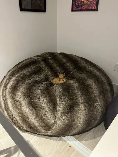 一只小巧的橘猫蜷缩在一个巨大的圆形毛绒豆袋椅中央，形成鲜明的大小对比。豆袋椅表面是深灰色仿毛皮材质，质感柔软蓬松，占据了整个画面的主要部分。背景是白色墙壁的角落，墙上挂着两幅色彩鲜艳的装饰画，为简洁的空间增添了艺术气息。猫咪呈现出放松的姿态，四肢收拢，头部埋在前爪中，展现出极度舒适和安全感。整个场景温馨治愈，凸显了宠物与舒适家居环境的和谐画面。
