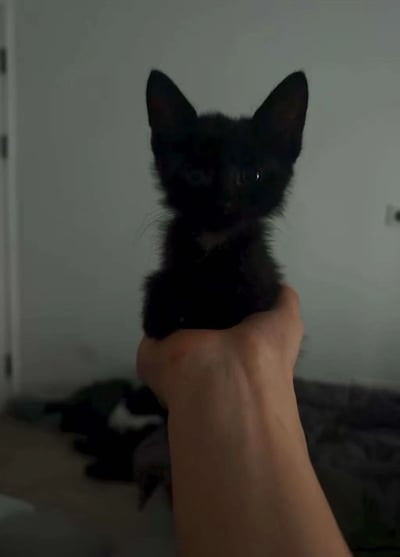 一只全身漆黑的小奶猫被人用手掌轻轻托起，圆溜溜的眼睛闪烁着好奇的光芒，两只尖尖的耳朵直立，绒毛蓬松柔软。背景是简洁的白色墙面和门框，整体画面温馨治愈，展现出幼猫的天真可爱瞬间。