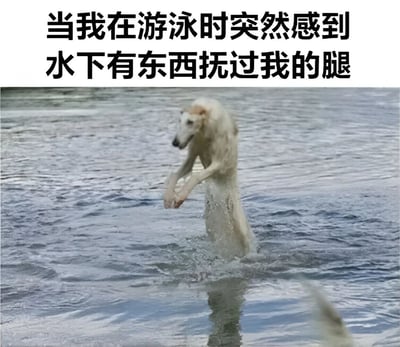 图片上方配有文字“当我在游泳时突然感到水下有东西抚过我的腿”，下方是一只白色的狗直立站在水中，前爪抬起，身体大部分浸在水里，水面泛起水花。文字营造出一种游泳时遇到未知物体的紧张感，而图片中直立的狗则形成幽默反差，将“水下不明物”调侃为这只造型奇特的狗，整体风格轻松搞笑。